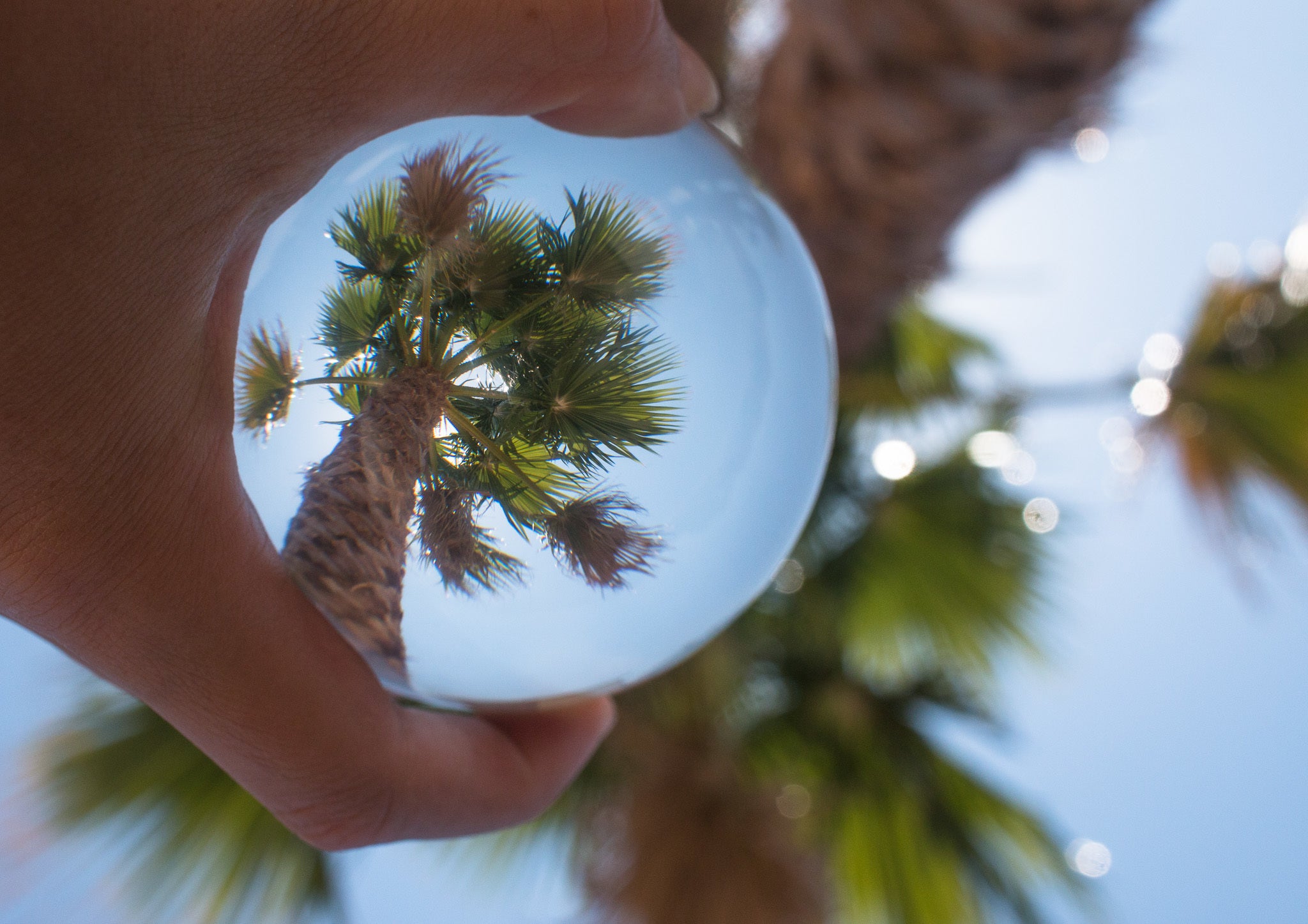 files/palm-tree-reflected-in-glass-ball.jpg